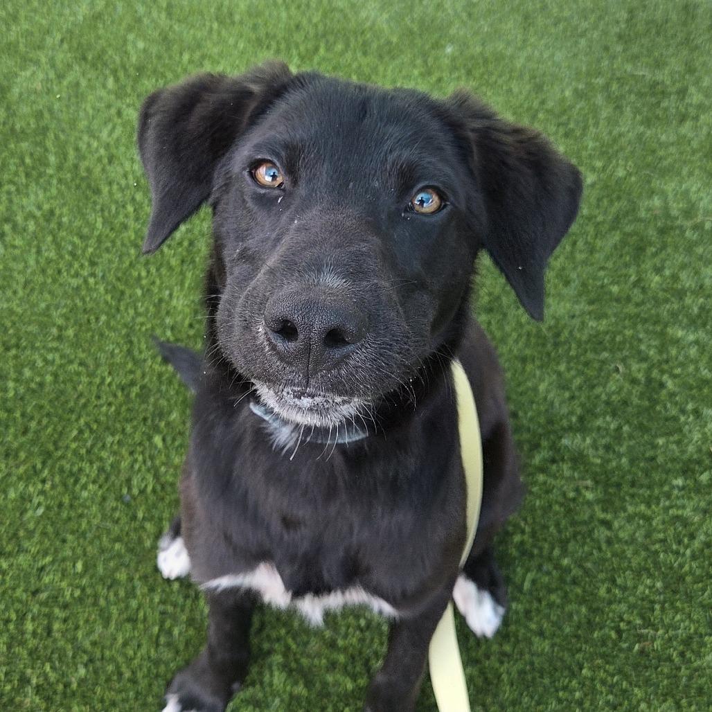 Charles, a Adoptable mixed breed in Bradenton, FL image 2/2