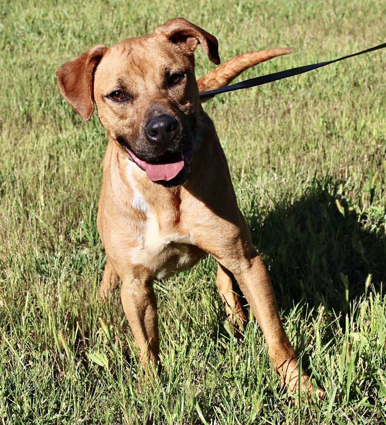SCRAPPY, Adoptable, Adult Male Pit Bull Terrier.