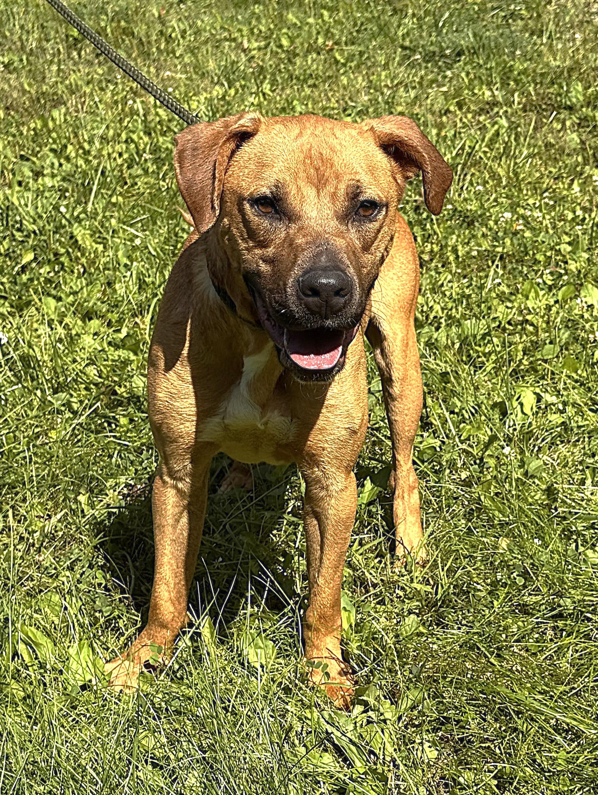 Enlarge SCRAPPY, a Adoptable mixed breed in Beechbottom, WV image 2/2