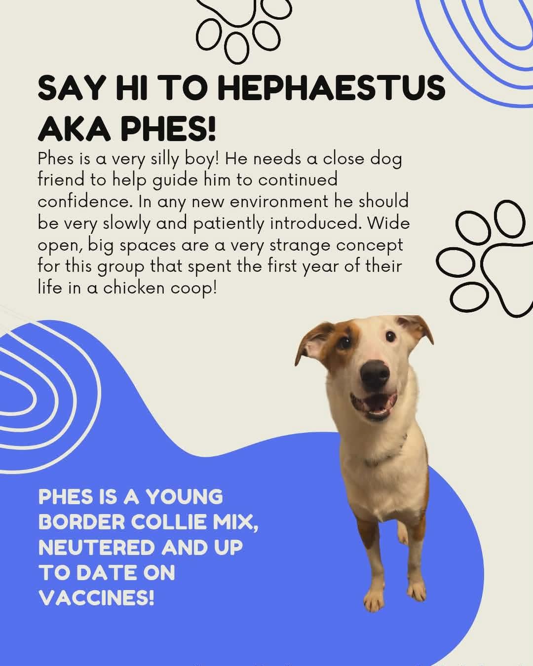 Phes (Hephaestus), ADOPTABLE, Young Male Border Collie & Australian Shepherd.