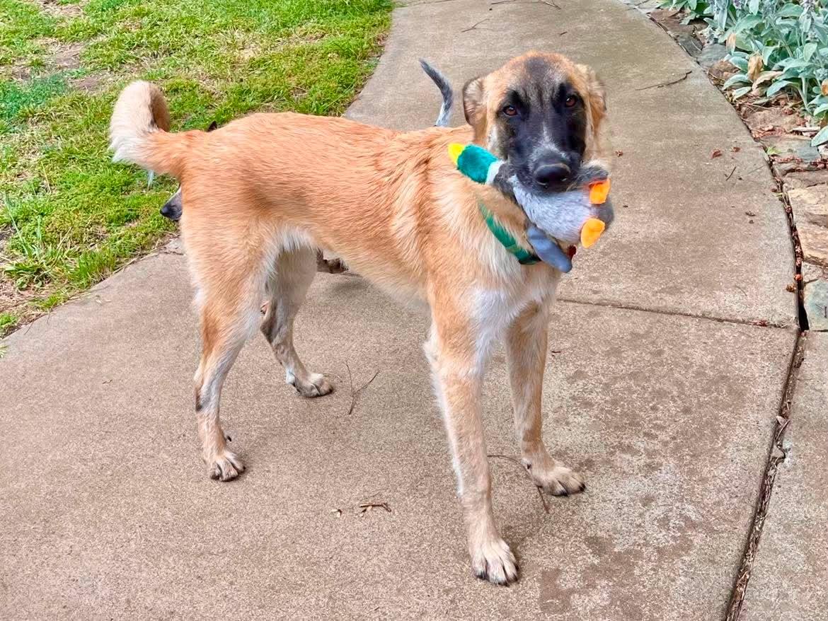 Monet!, a ADOPTABLE mixed breed in Roseville, CA image 3/3