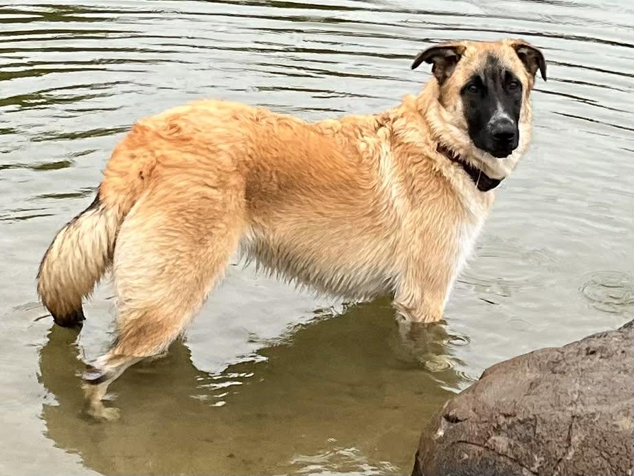 Monet!, ADOPTABLE, Young Female Belgian Shepherd / Malinois & Great Pyrenees.