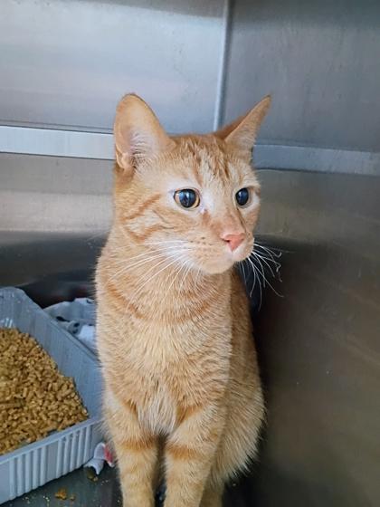 Donner, Adoptable, Young Male Domestic Short Hair & Domestic Short Hair.