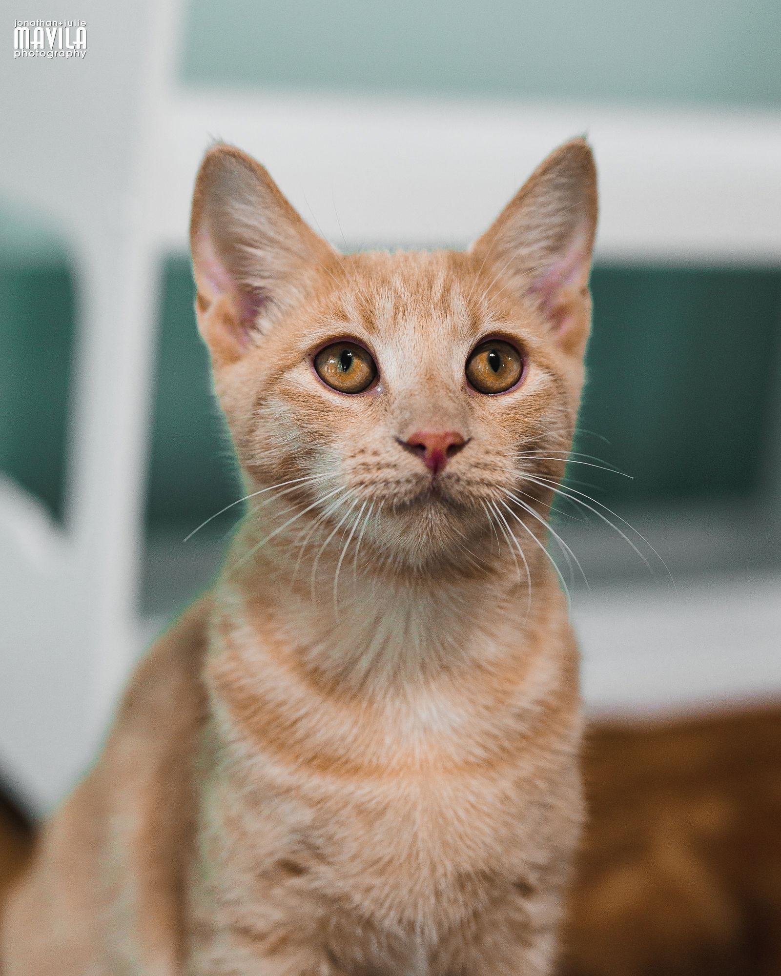 Enlarge Nova, a Adopted mixed breed in Lighthouse Point, FL image 1/3