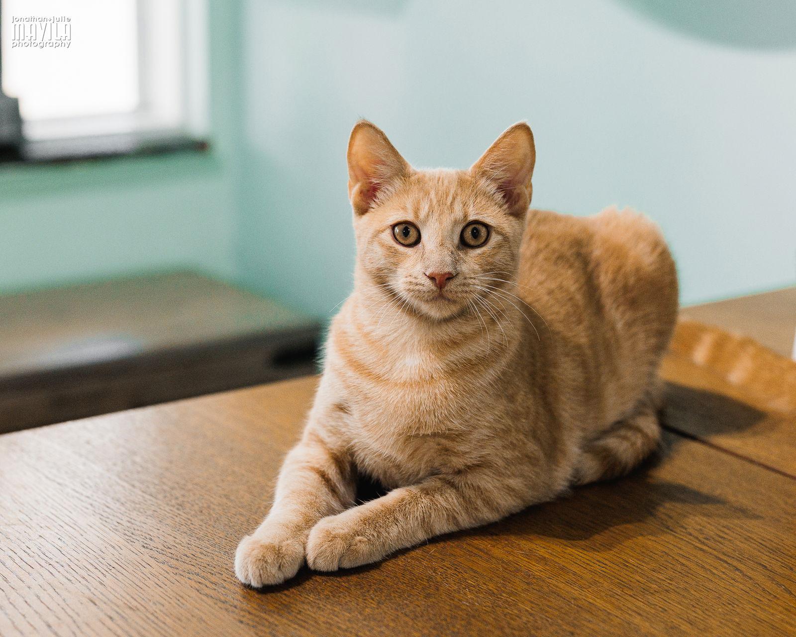 Enlarge Nova, a Adopted mixed breed in Lighthouse Point, FL image 2/3