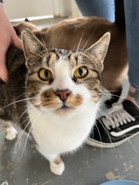 Nahla, an adoptable Manx, Domestic Short Hair in Hollister, CA, 95023 | Photo Image 1