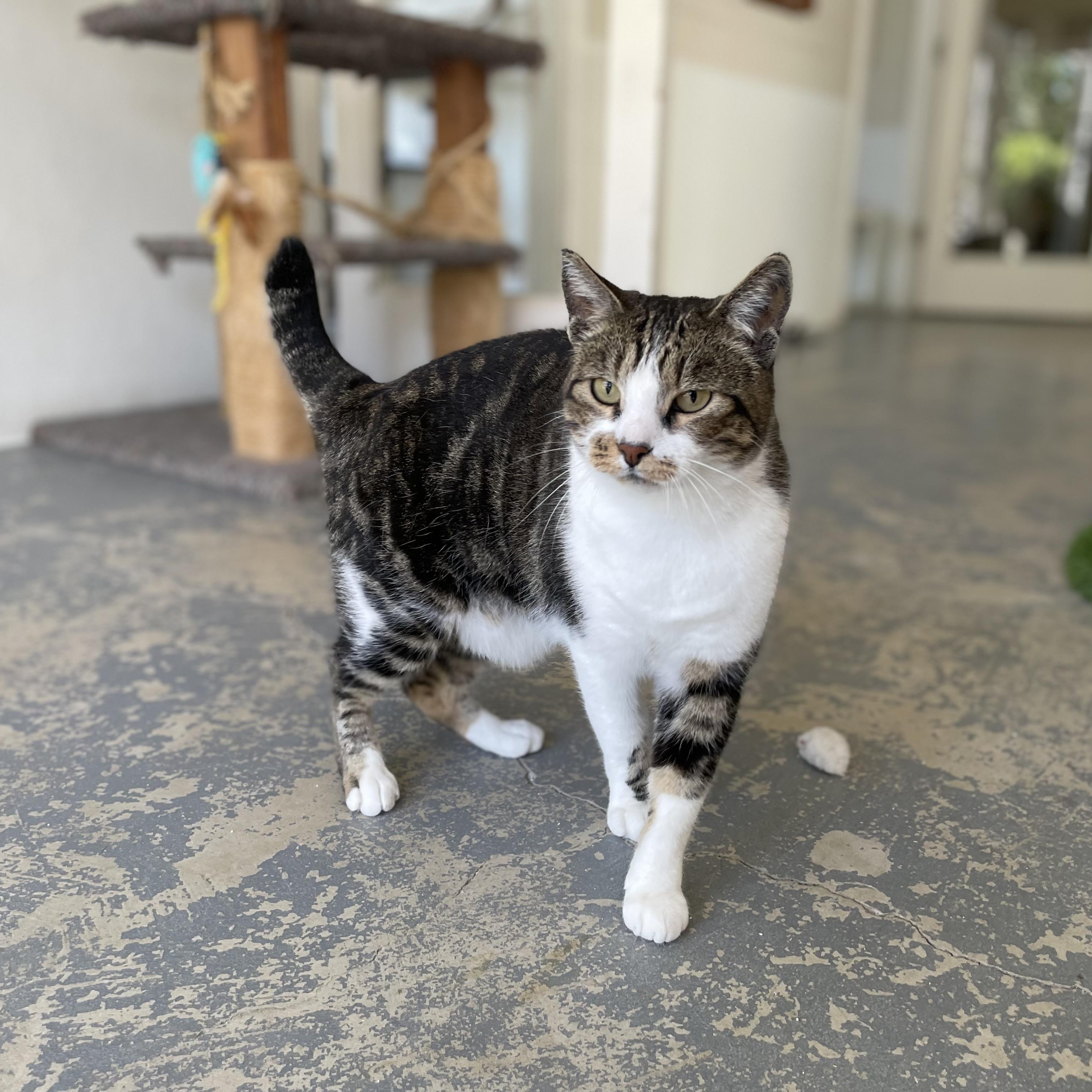 Nahla, a Adoptable mixed breed in Hollister, CA image 5/6