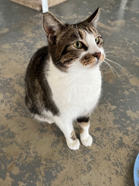 Nahla, an adoptable Manx, Domestic Short Hair in Hollister, CA, 95023 | Photo Image 3