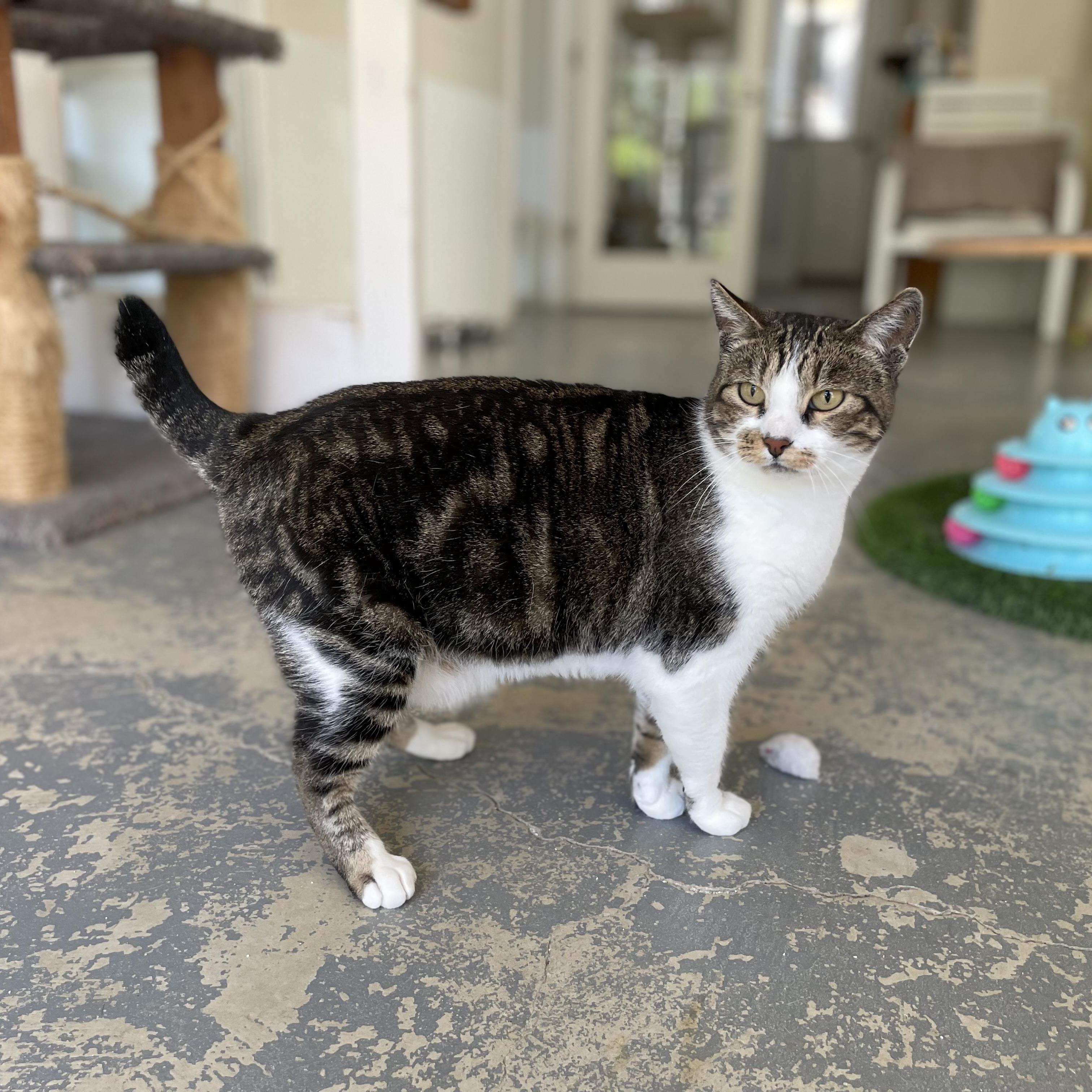 Nahla, a Adoptable mixed breed in Hollister, CA image 6/6