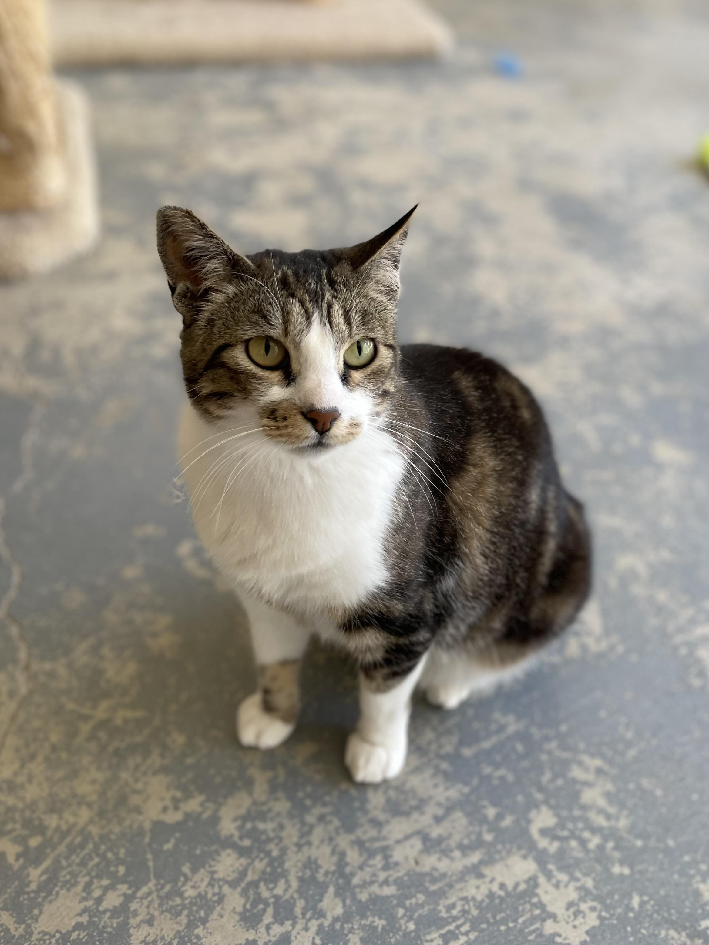 Nahla, an adoptable Manx, Domestic Short Hair in Hollister, CA, 95023 | Photo Image 2