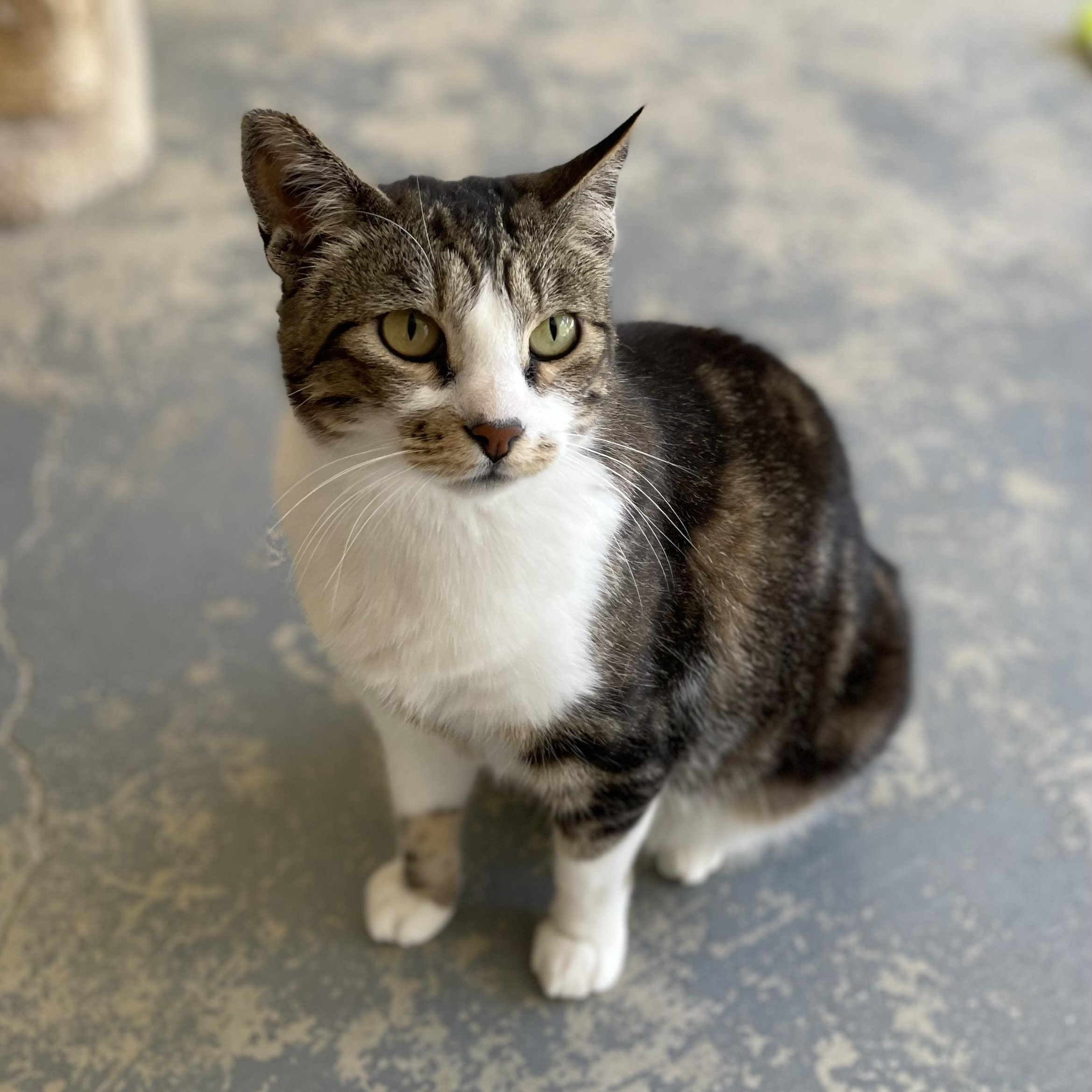 Nahla, a Adoptable mixed breed in Hollister, CA image 2/6