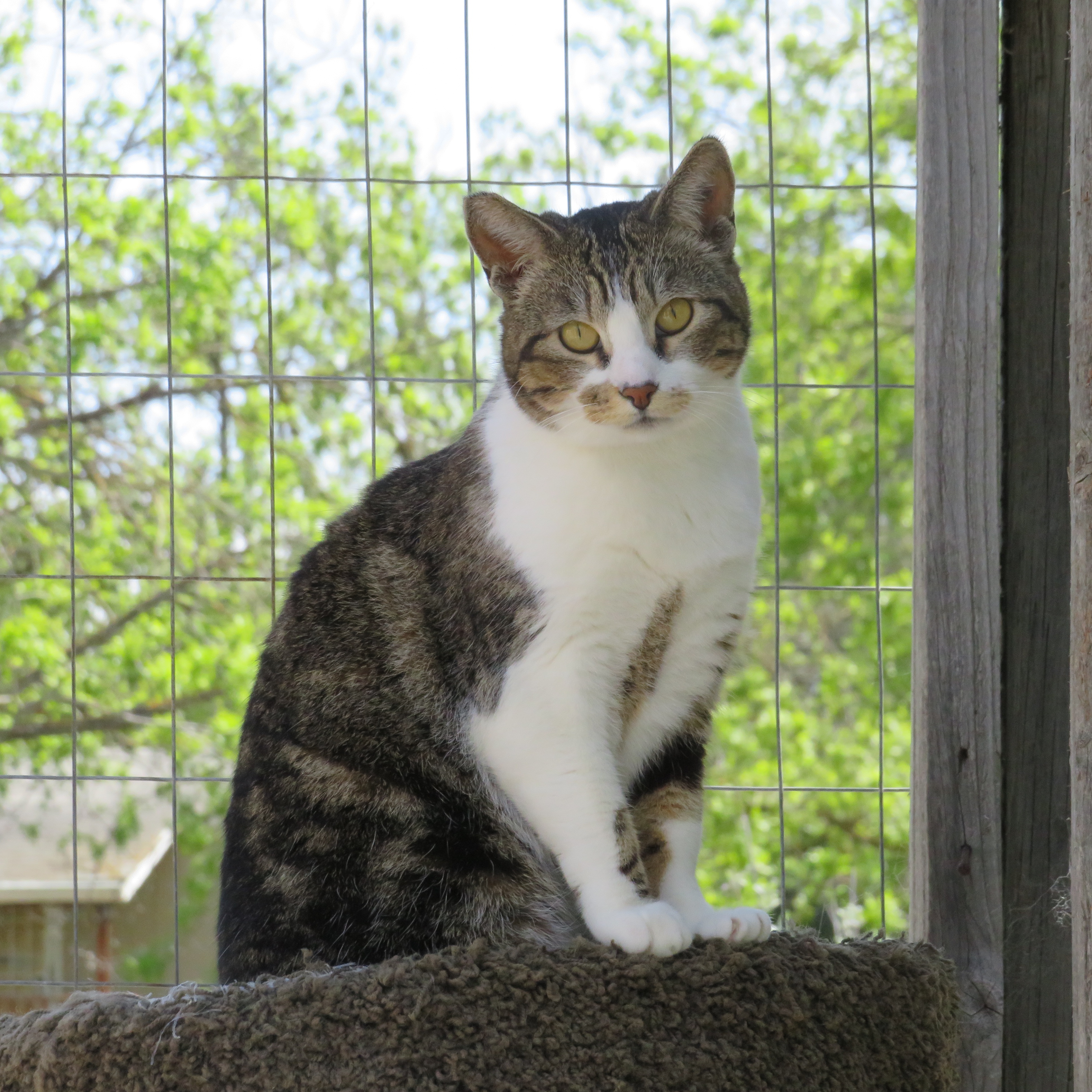Nahla, Adoptable, Adult Female Manx & Domestic Short Hair.