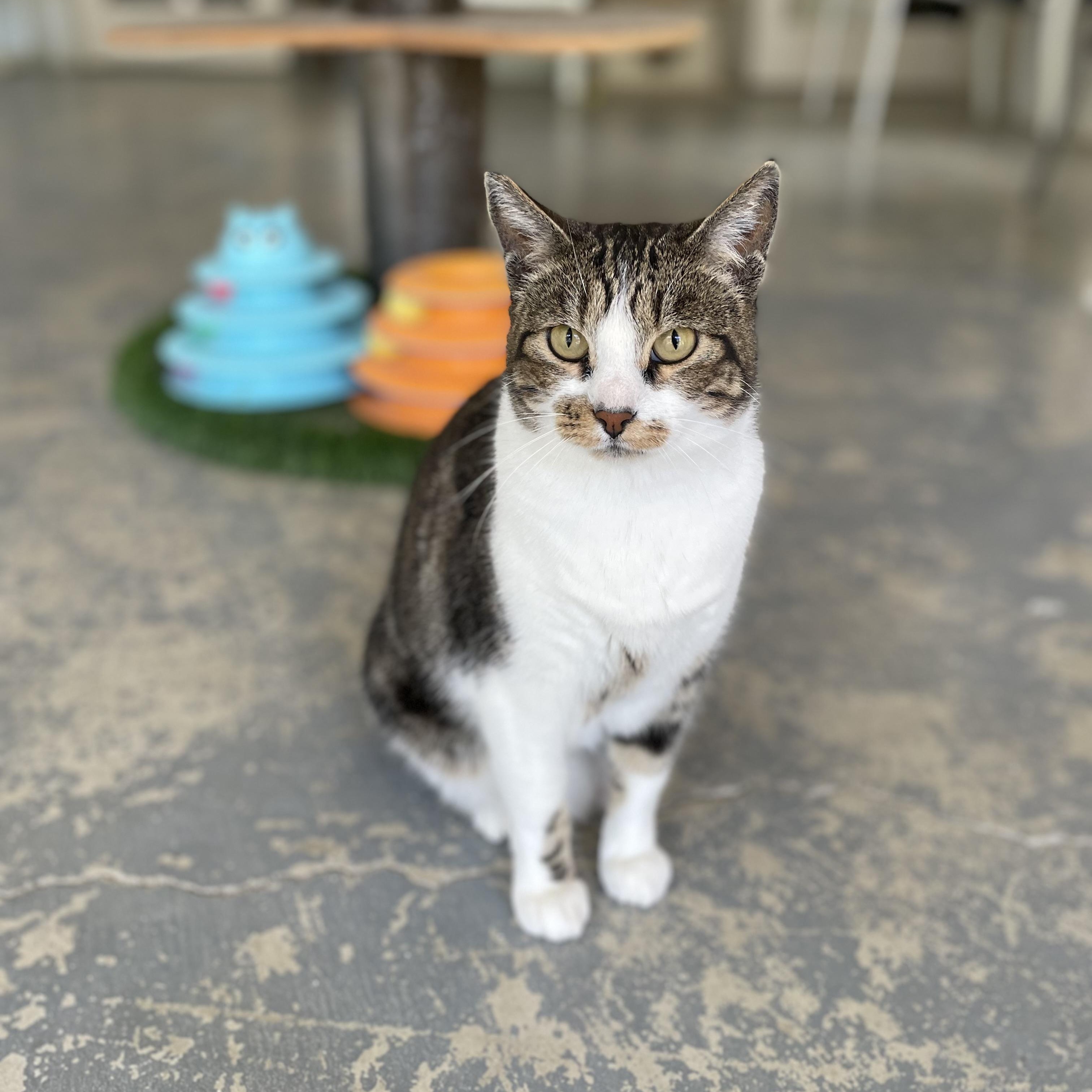 Nahla, a Adoptable mixed breed in Hollister, CA image 3/6