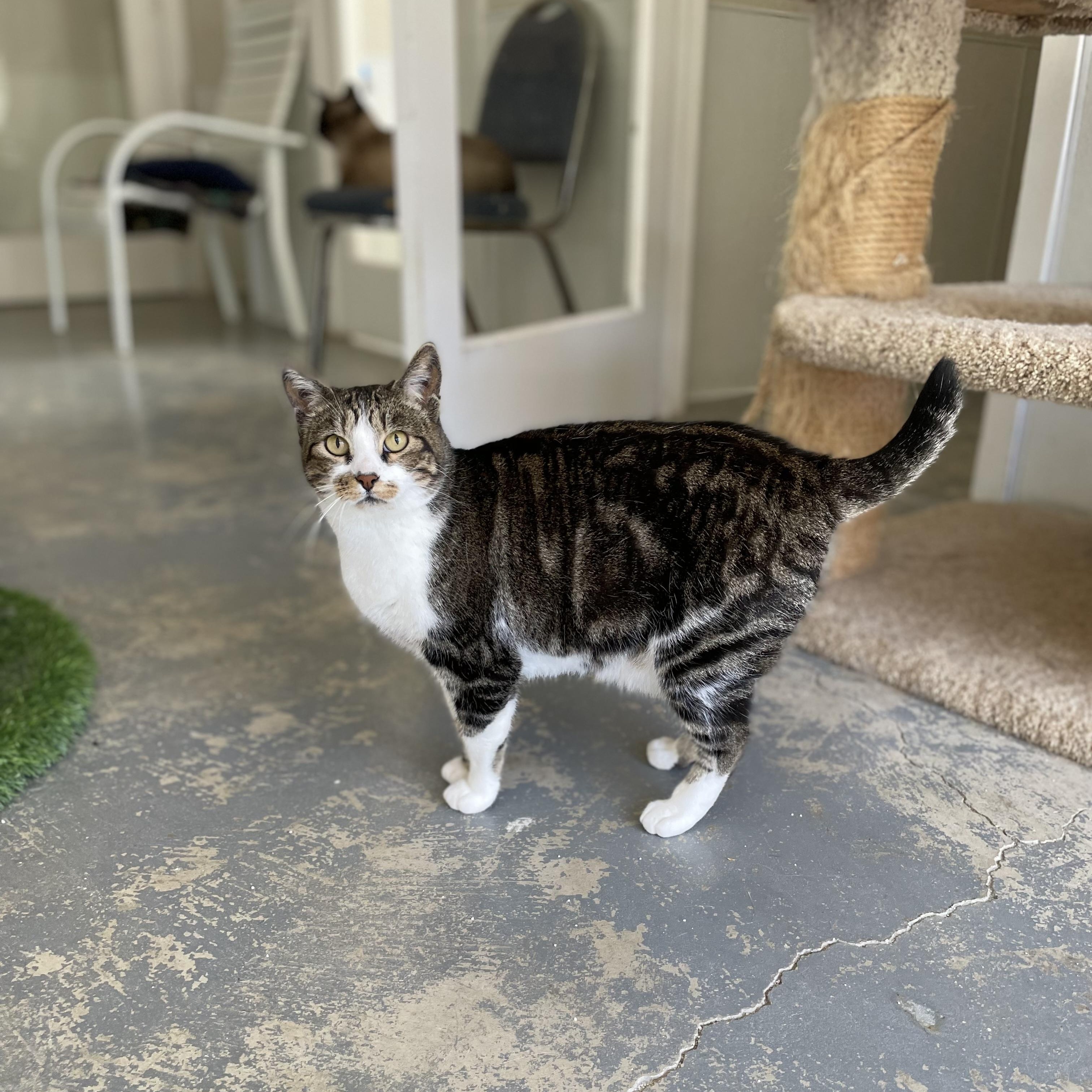 Nahla, a Adoptable mixed breed in Hollister, CA image 4/6