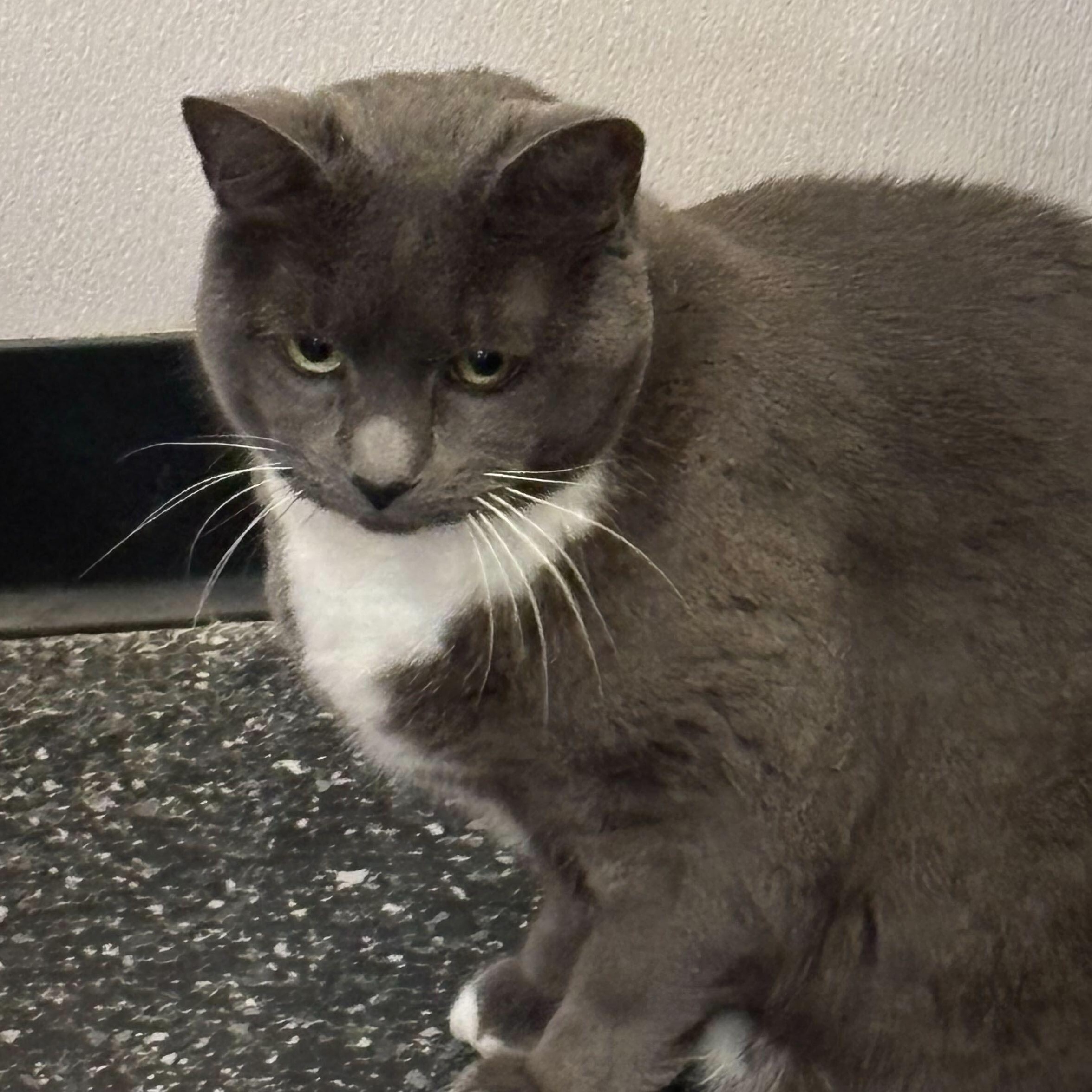 Enlarge Eden & Eloise, a ADOPTABLE Domestic Short Hair in Waltham, MA image 4/6