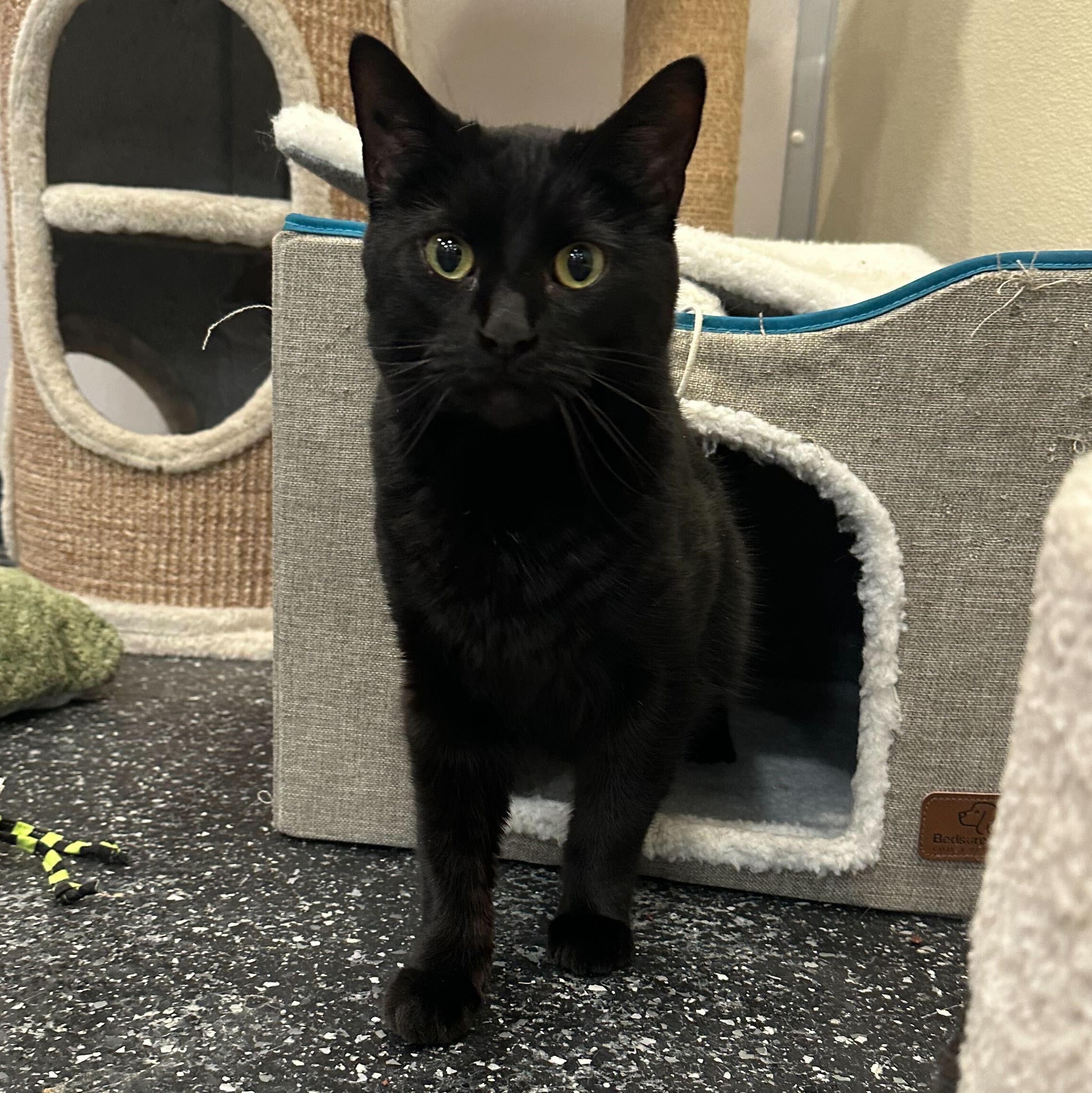 Eden & Eloise, ADOPTABLE, Adult Female Domestic Short Hair.