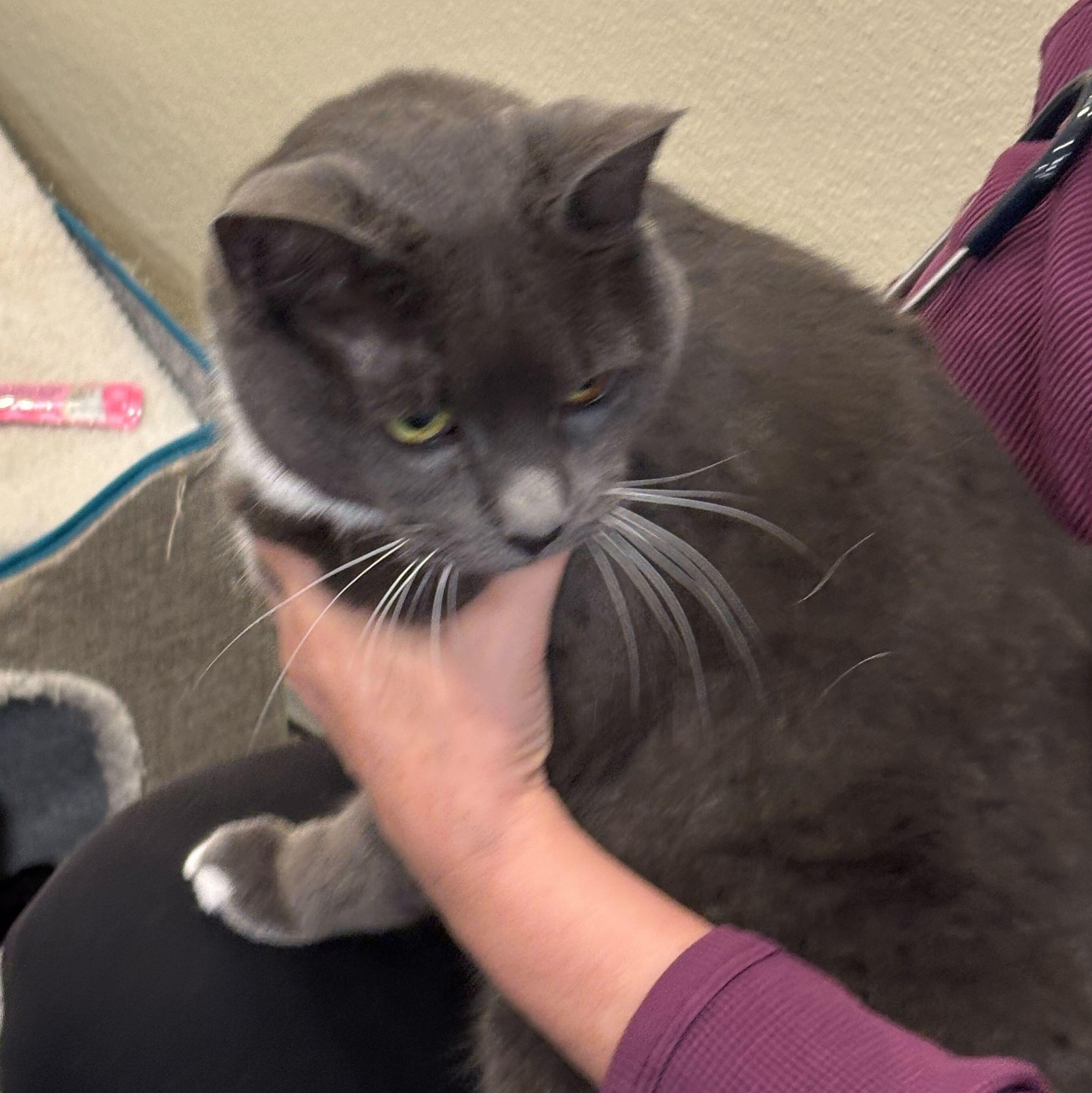 Enlarge Eden & Eloise, a ADOPTABLE Domestic Short Hair in Waltham, MA image 6/6