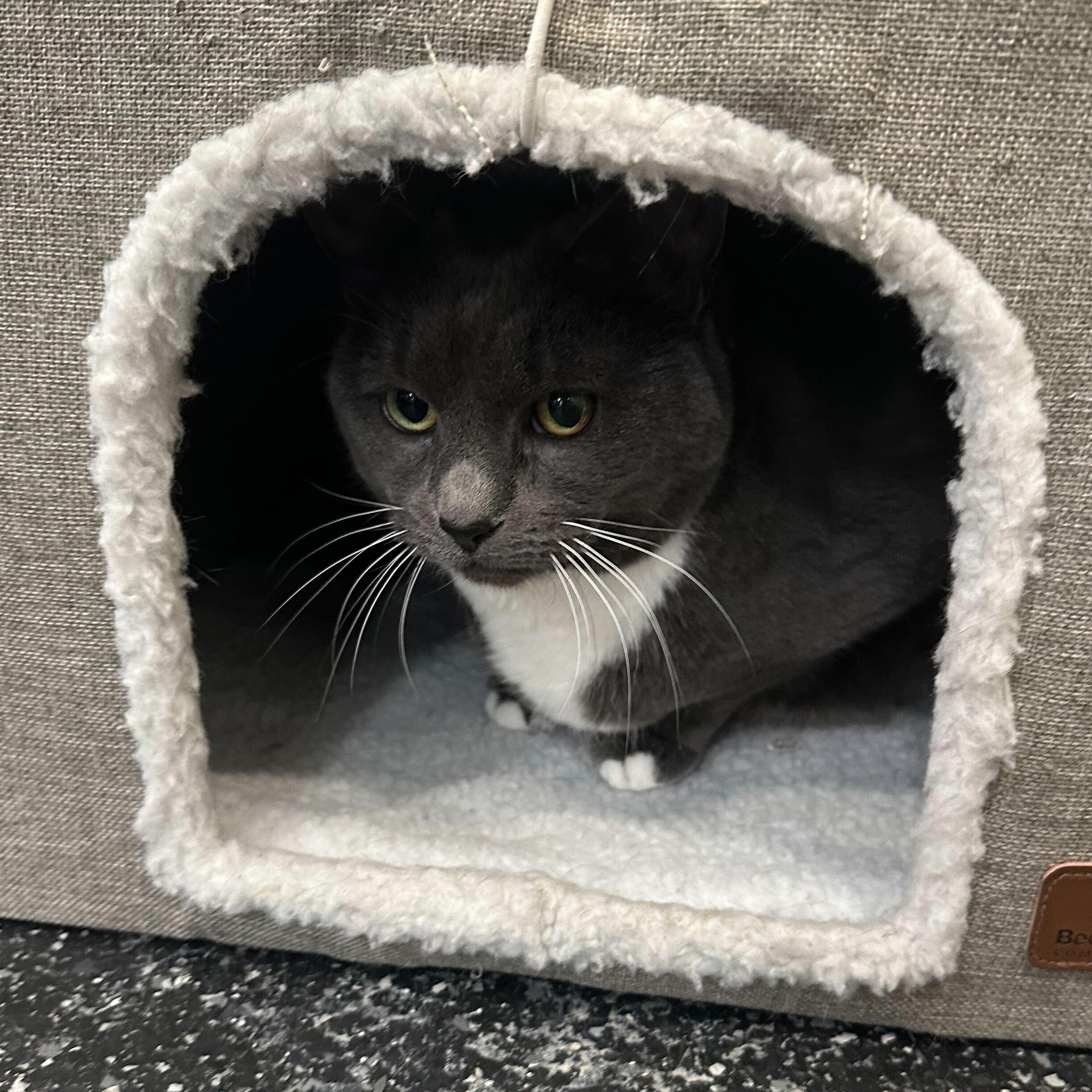 Enlarge Eden & Eloise, a ADOPTABLE Domestic Short Hair in Waltham, MA image 2/6
