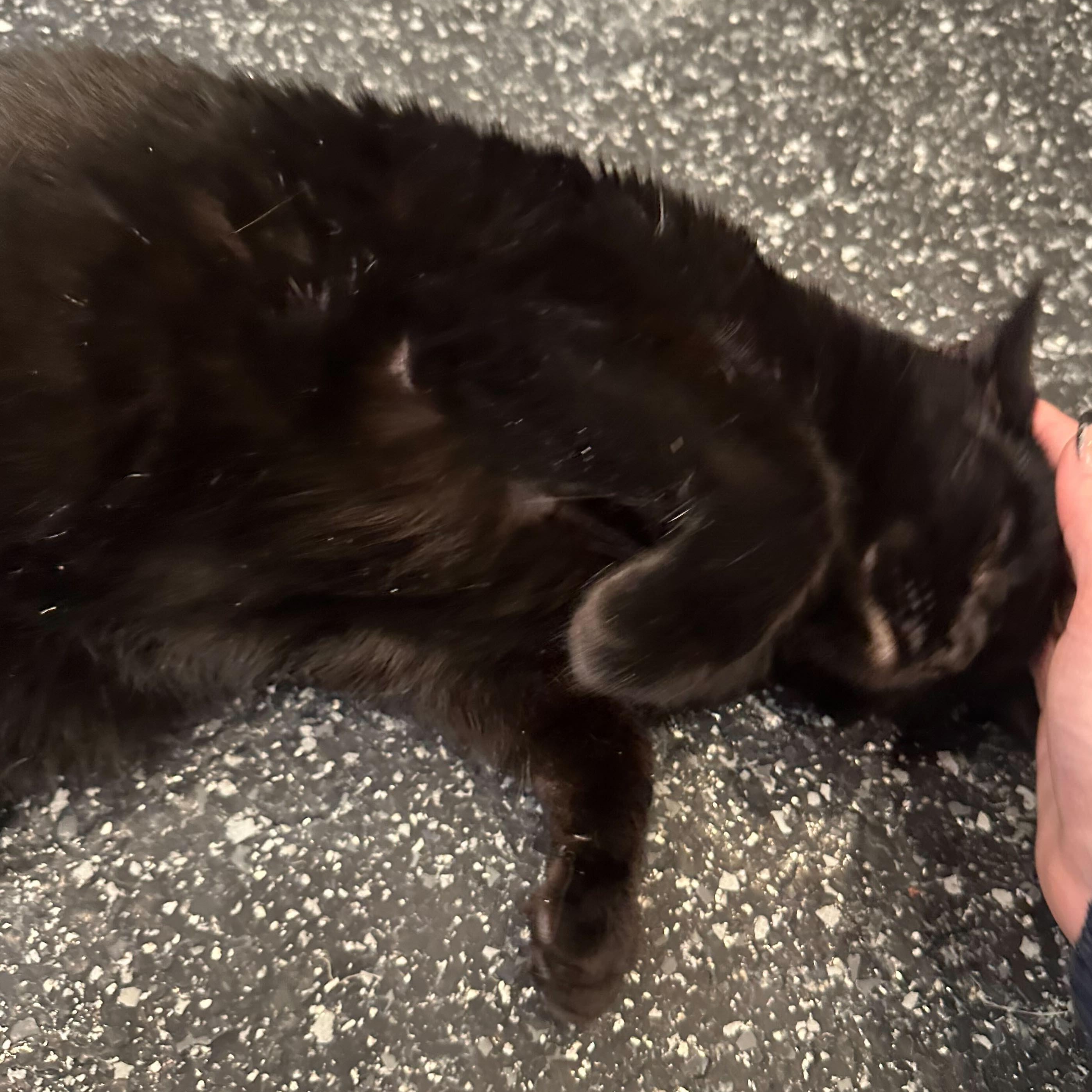 Enlarge Eden & Eloise, a ADOPTABLE Domestic Short Hair in Waltham, MA image 5/6