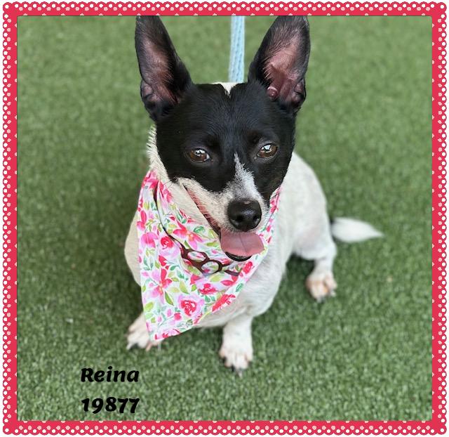 Enlarge REINA, a ADOPTABLE mixed breed in Marietta, GA image 5/5