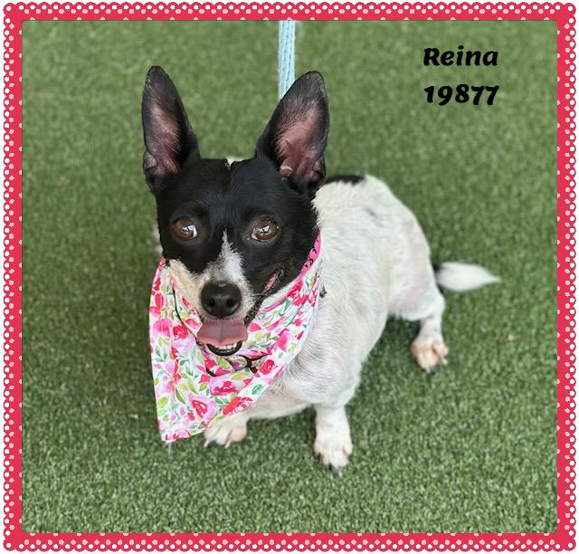 Enlarge REINA, a ADOPTABLE mixed breed in Marietta, GA image 2/5