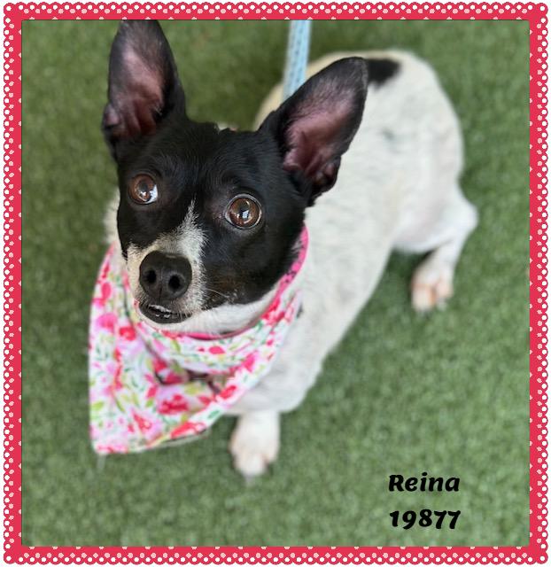Enlarge REINA, a ADOPTABLE mixed breed in Marietta, GA image 4/5