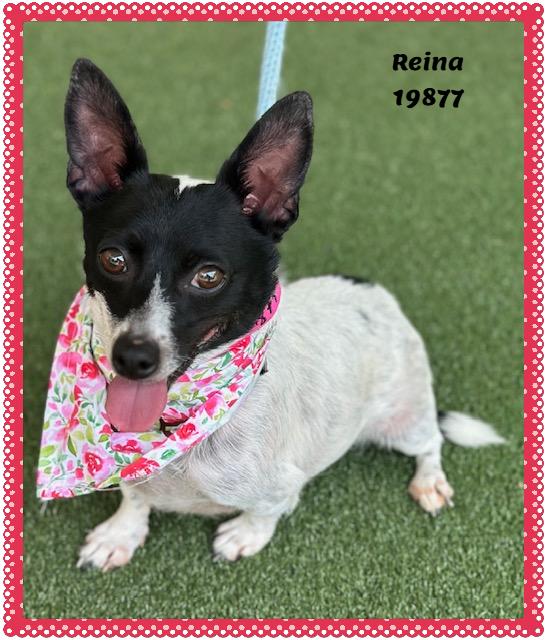 REINA, ADOPTABLE, Senior Female Chihuahua.