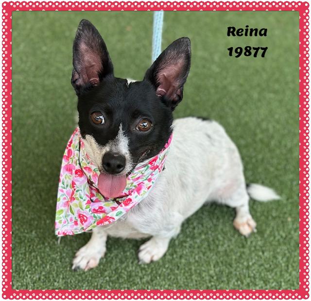 Enlarge REINA, a ADOPTABLE mixed breed in Marietta, GA image 3/5