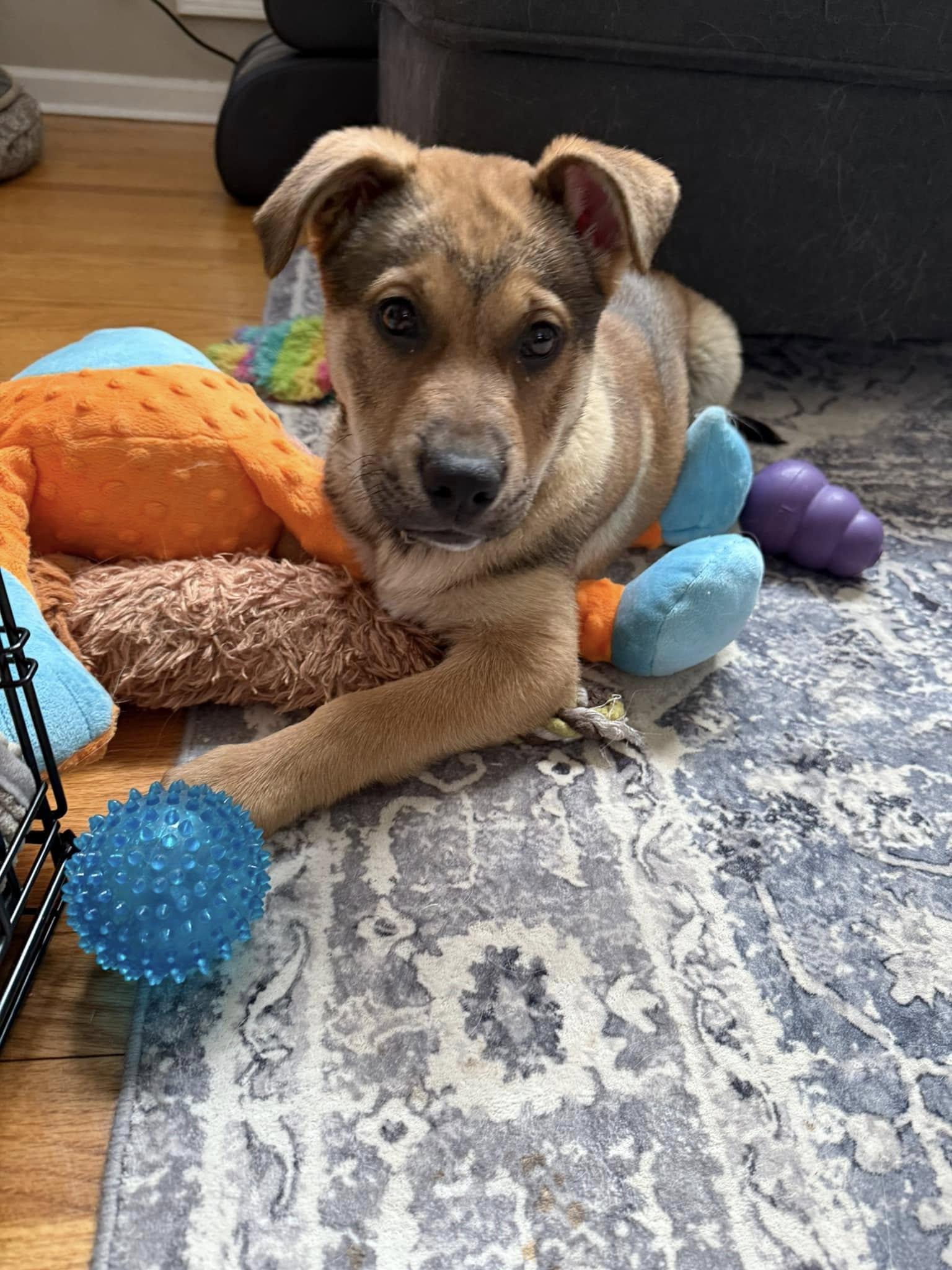 Bianca Blast, Adopted, Puppy Female Shepherd.