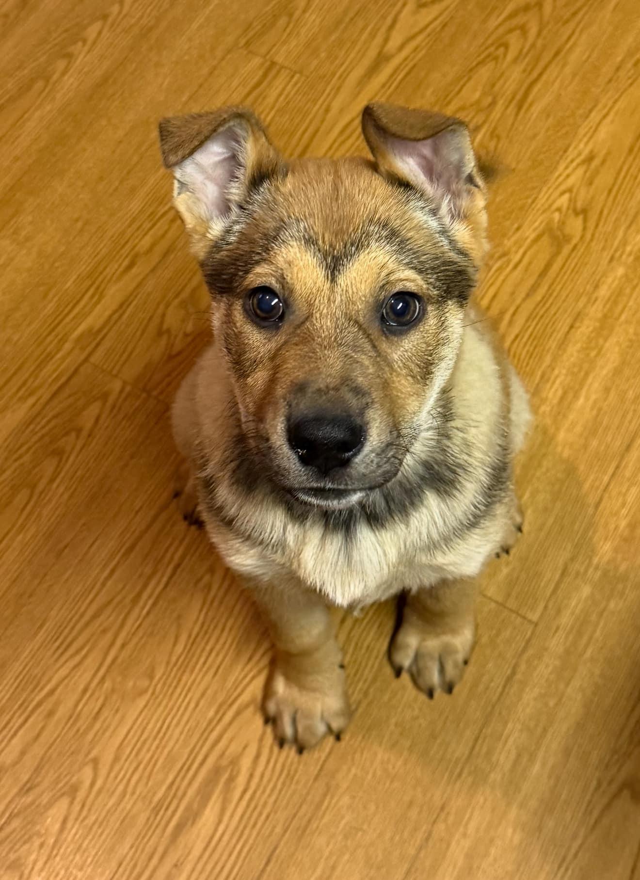 Enlarge Bianca Blast, a Adopted mixed breed in Plainfield, IL image 2/6