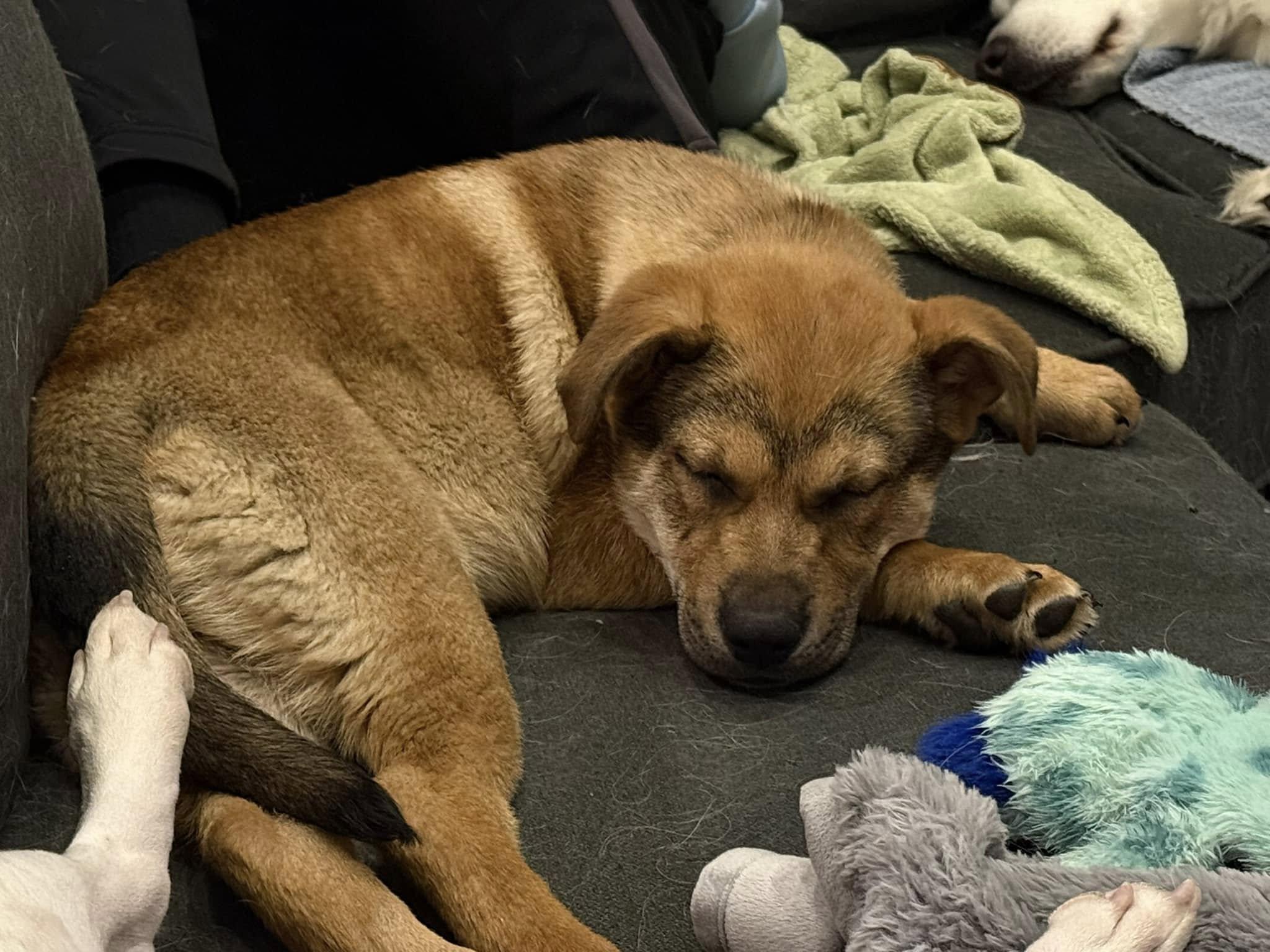 Enlarge Bianca Blast, a Adopted mixed breed in Plainfield, IL image 3/6