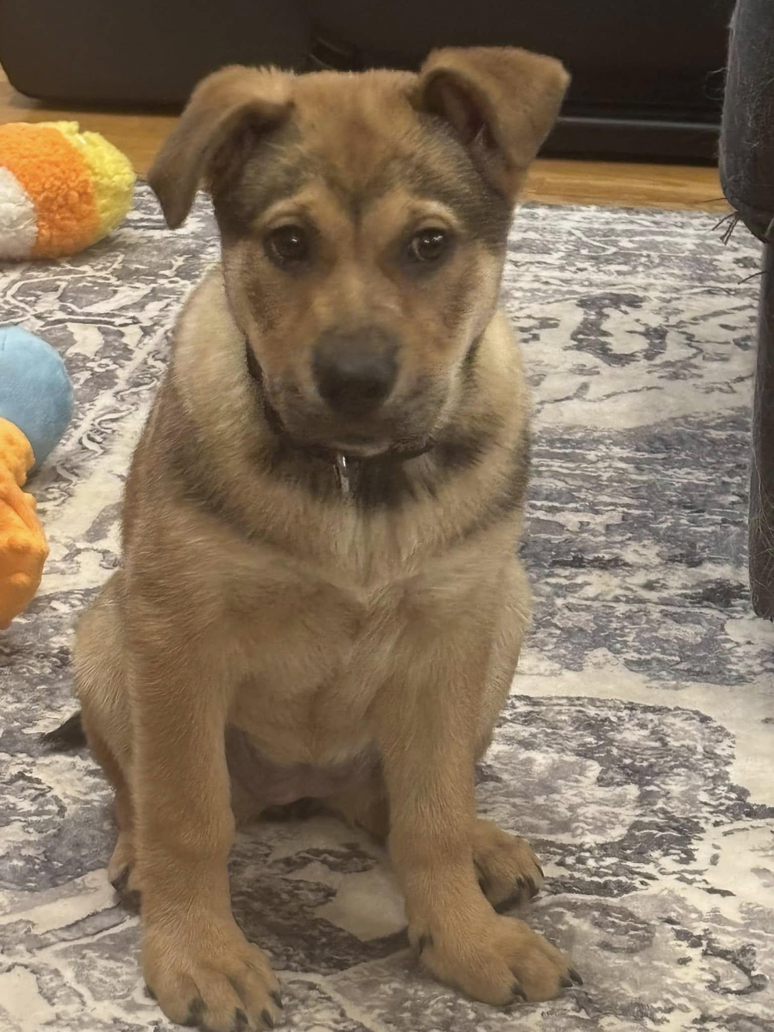 Bianca Blast, Adopted, Puppy Female Shepherd.