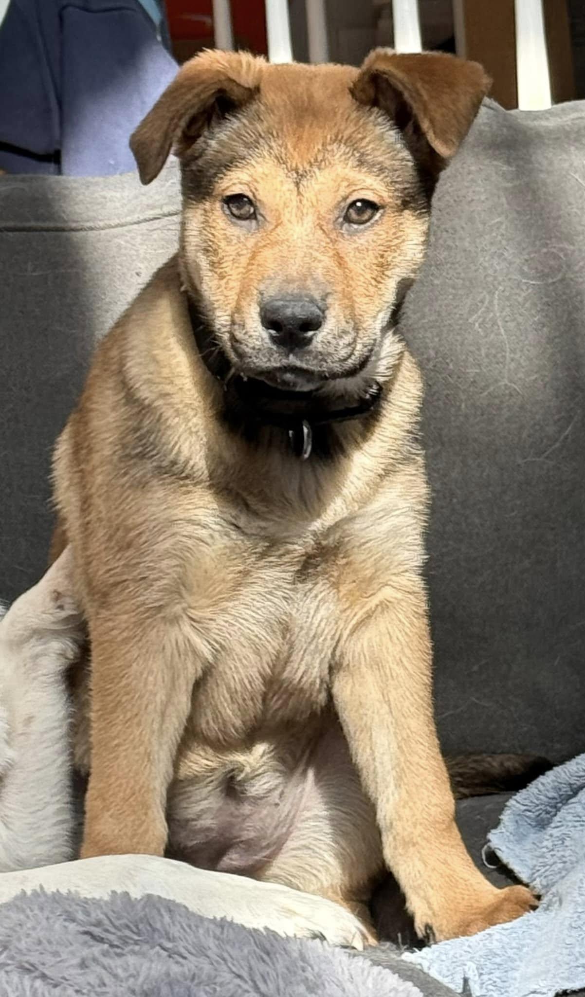 Enlarge Bianca Blast, a Adopted mixed breed in Plainfield, IL image 5/6