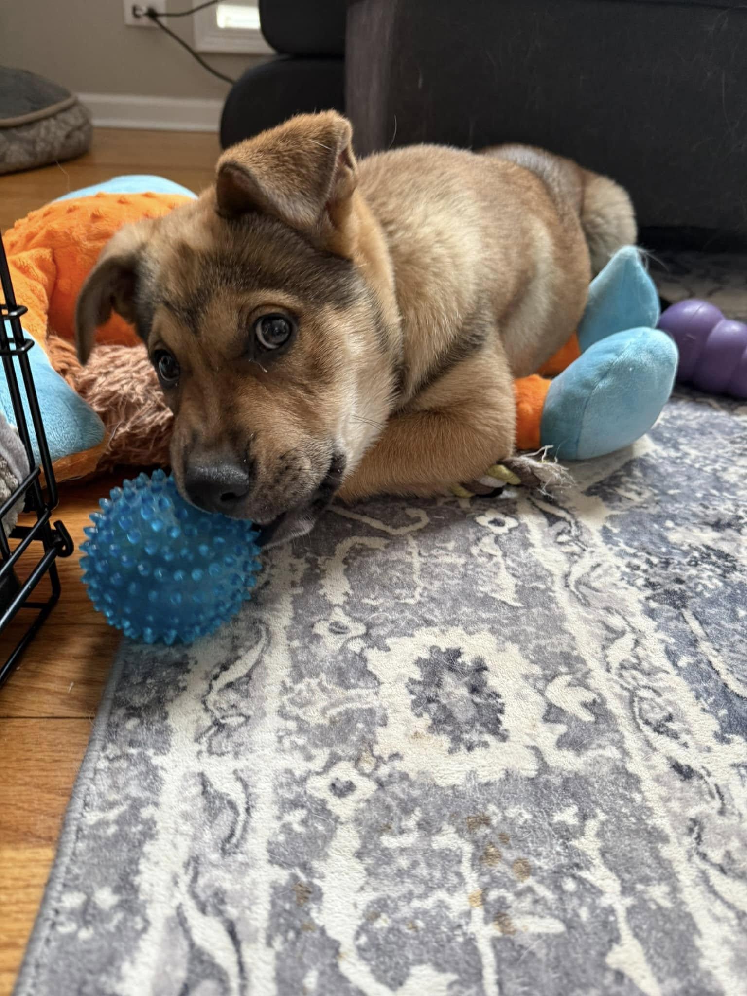 Enlarge Bianca Blast, a Adopted mixed breed in Plainfield, IL image 6/6