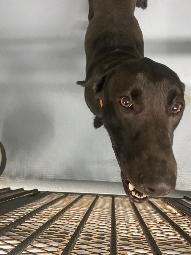 Belle, Adoptable, Adult Female Mixed Breed.