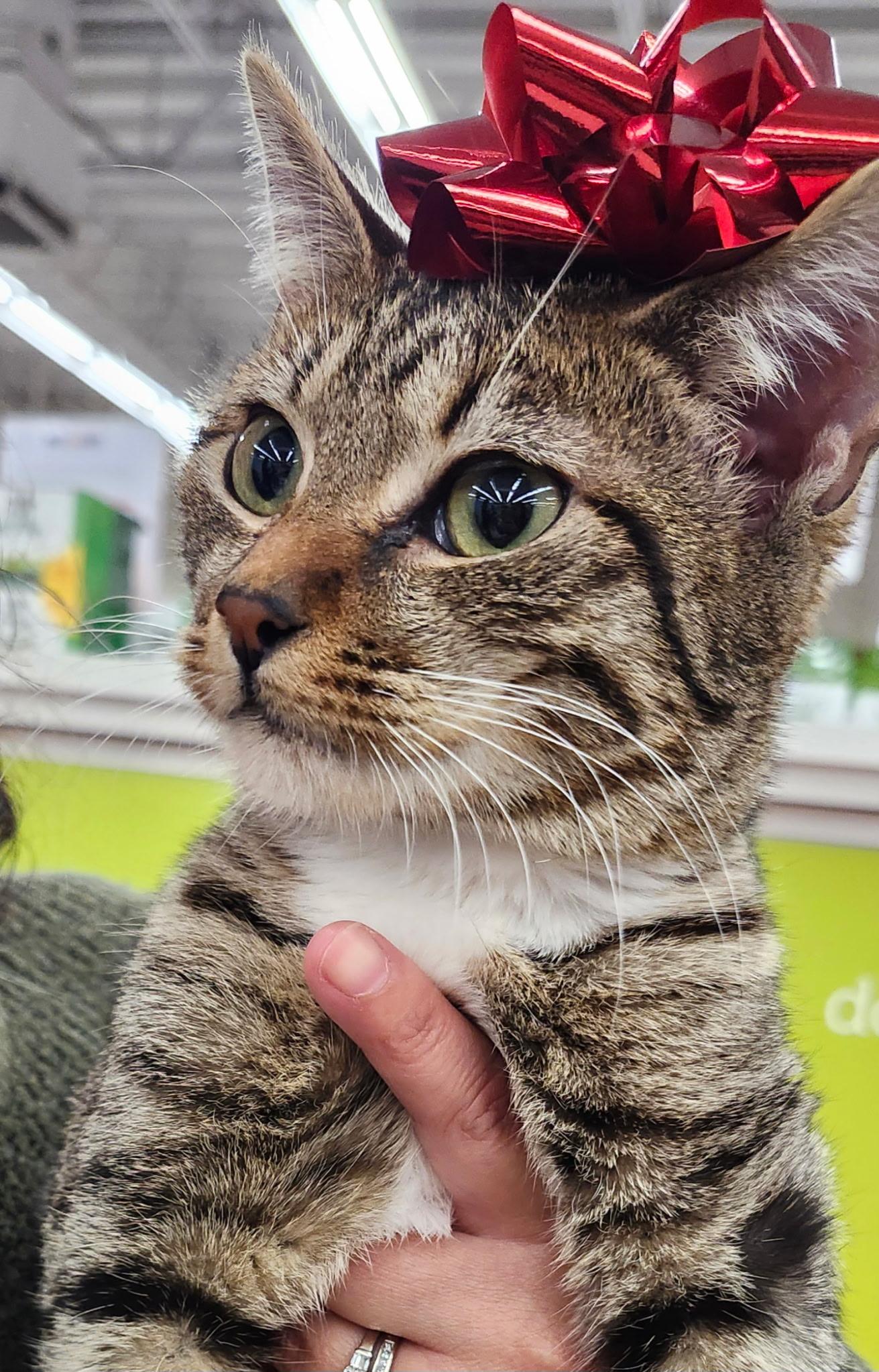 Enlarge Coco (Bonded with Jazzy), a Adoptable Domestic Short Hair in Brentwood, CA image 1/1