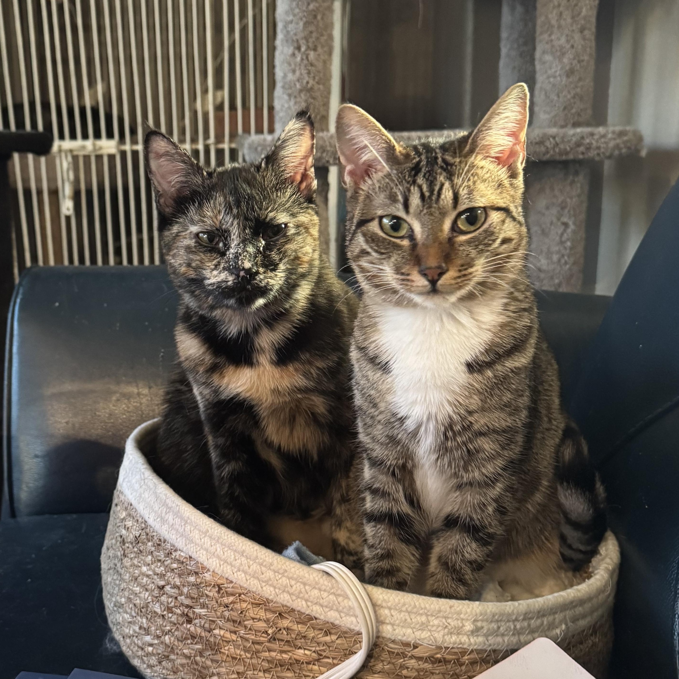 Coco , Adoptable, Young Female Domestic Short Hair.