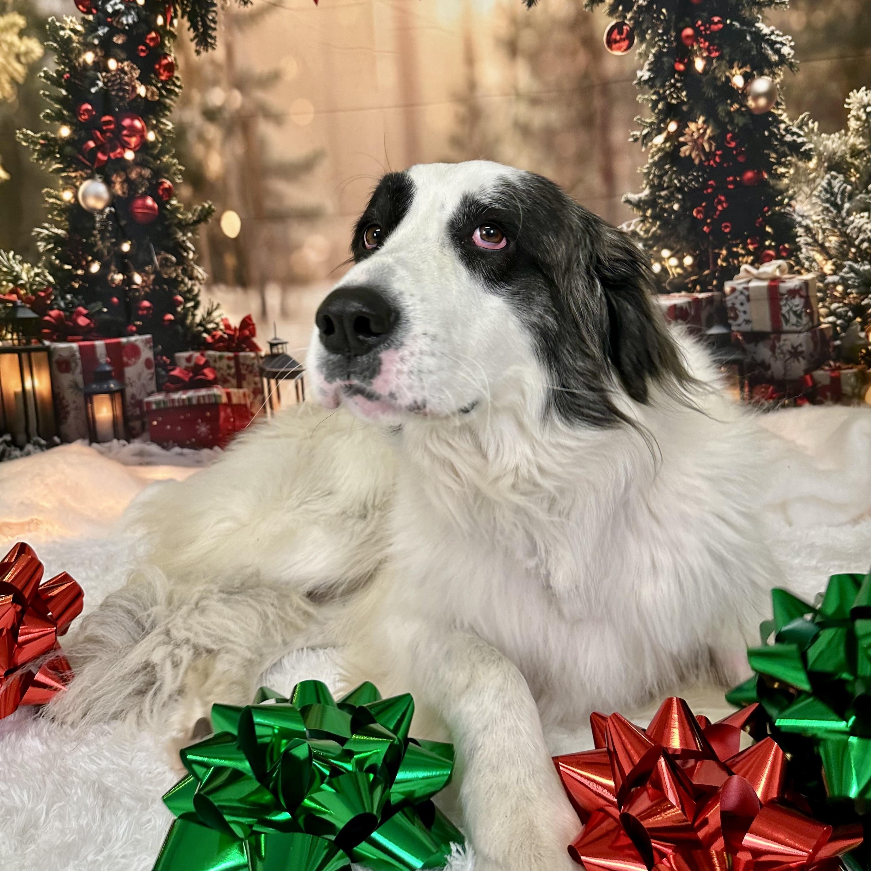 Gracie, Adoptable, Adult Female Great Pyrenees.