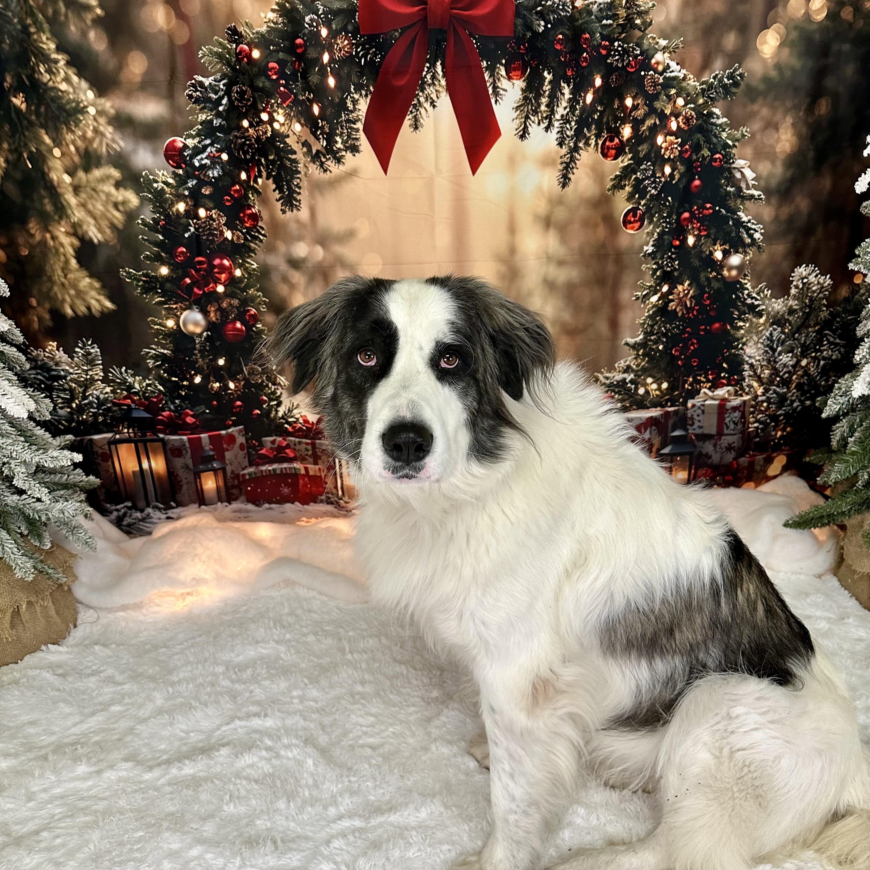 Gracie, a Adoptable mixed breed in Pacific, MO image 2/2