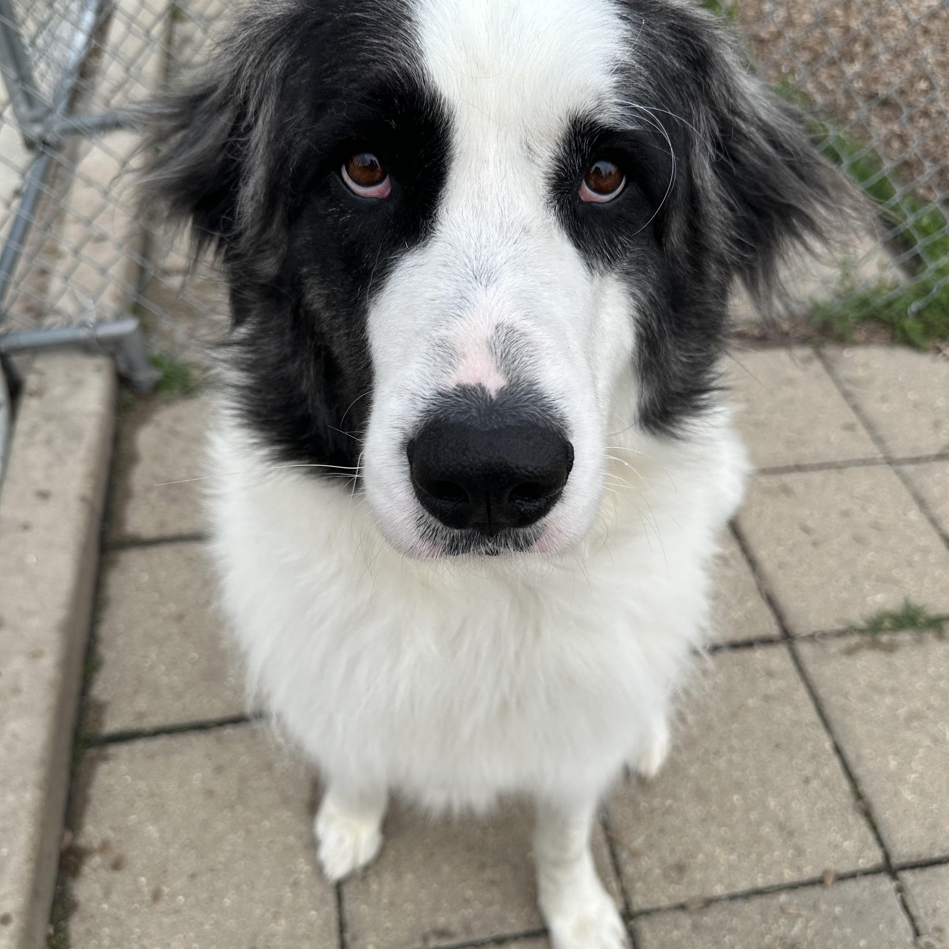 Gracie
