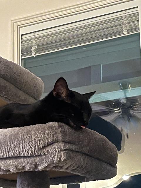 Jax, Adoptable, Young Male American Shorthair.