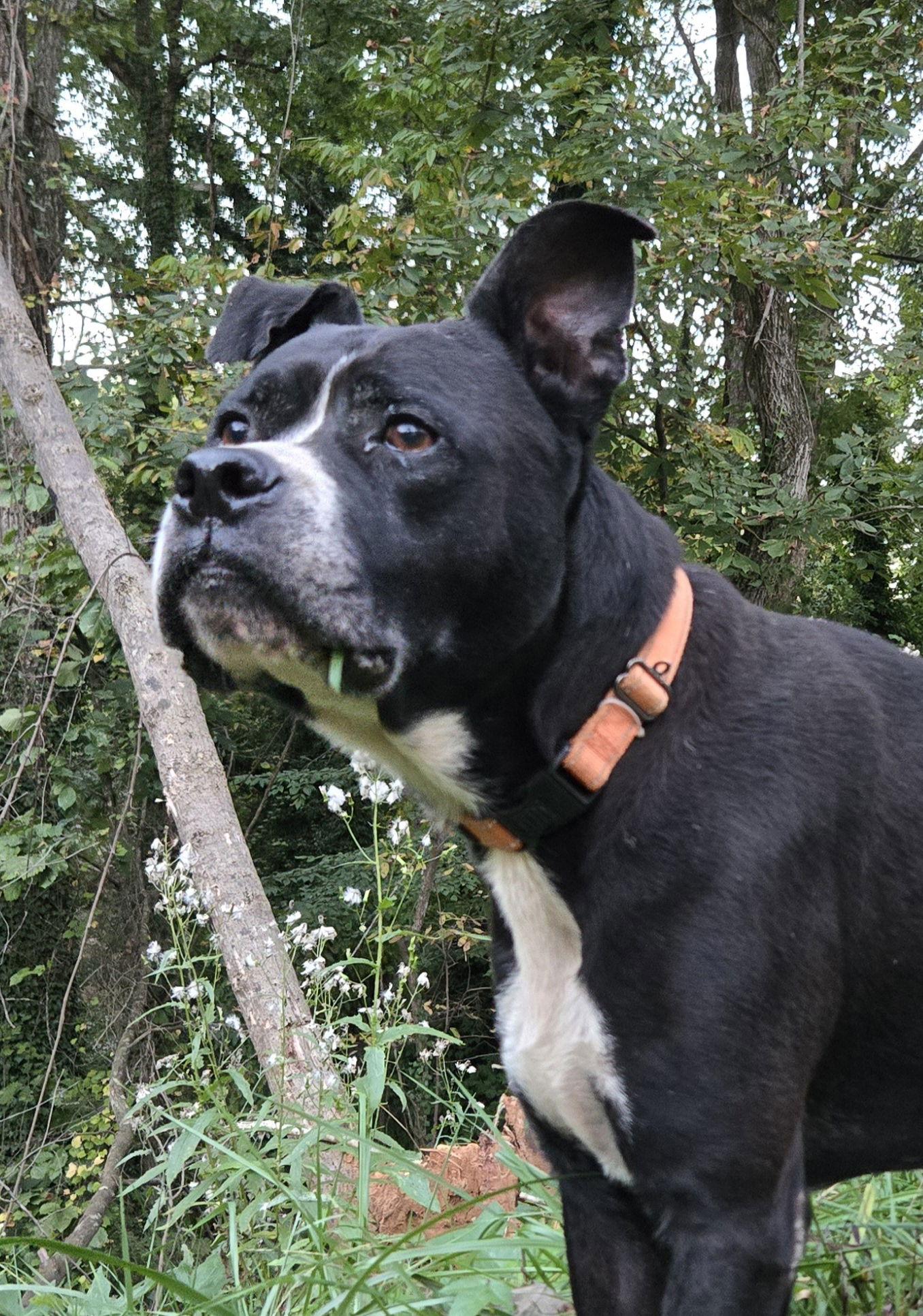 Enlarge Charlie, a Adoptable mixed breed in Ball Ground, GA image 1/3