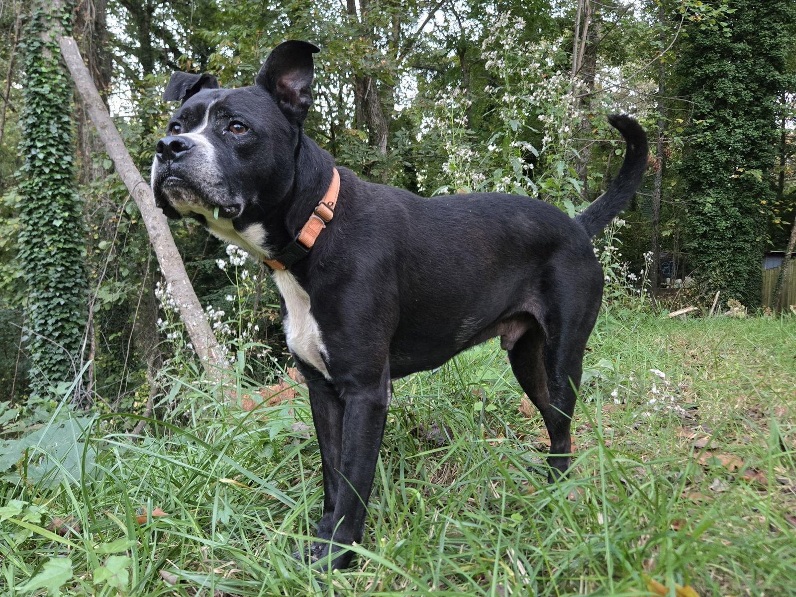 Enlarge Charlie, a Adoptable mixed breed in Ball Ground, GA image 2/3