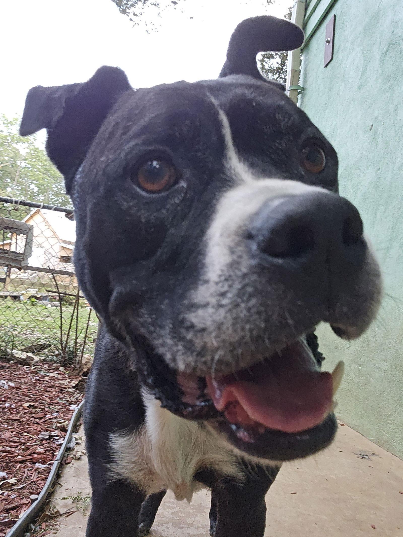 Enlarge Charlie, a Adoptable mixed breed in Ball Ground, GA image 3/3