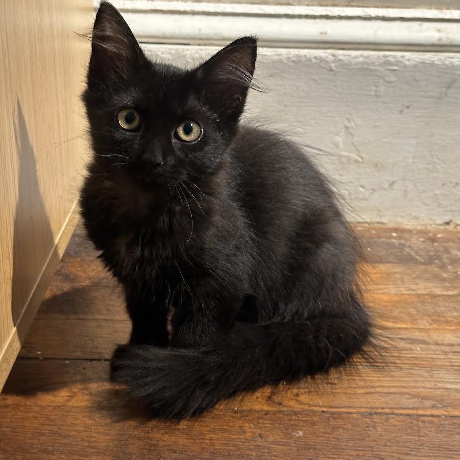 Mimi photo