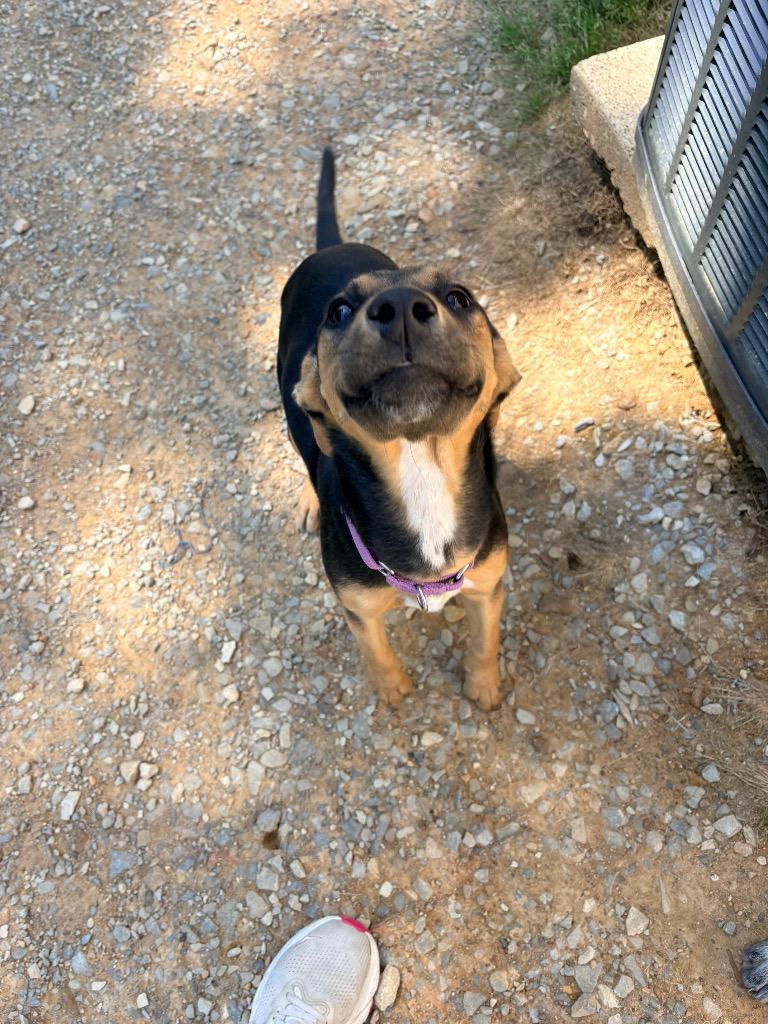 Enlarge Mariah Carey, a Adoptable German Shepherd Dog in Morgantown, KY image 1/1