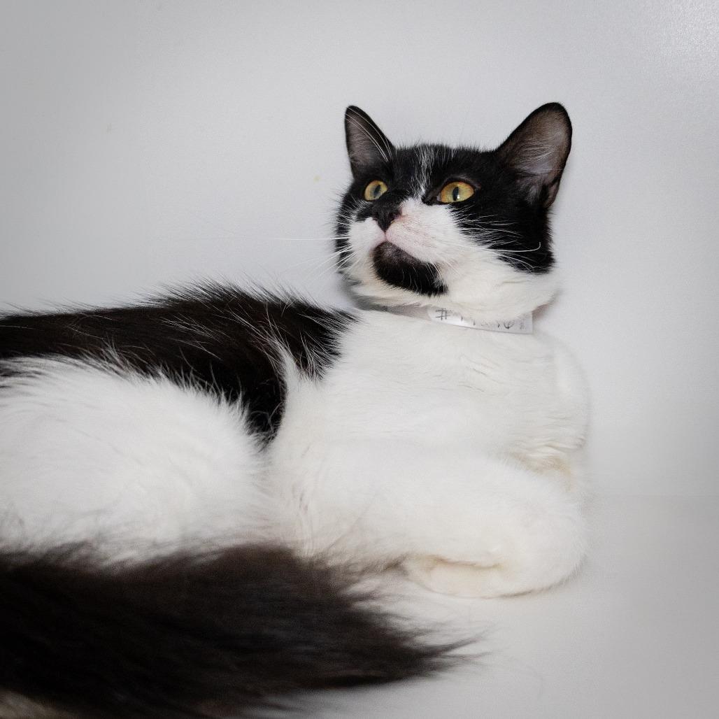 Enlarge Eliza, a Adoptable Domestic Medium Hair in Hawthorne, CA image 2/4