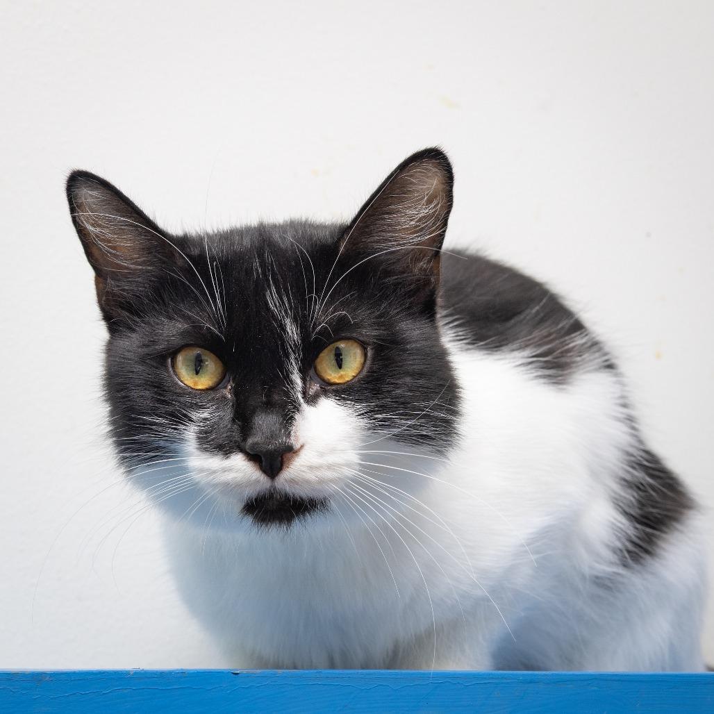 Enlarge Eliza, a Adoptable Domestic Medium Hair in Hawthorne, CA image 3/4