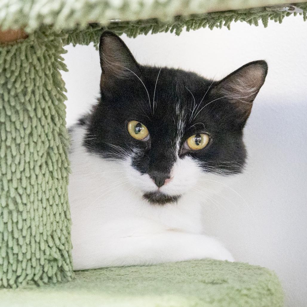 Enlarge Eliza, a Adoptable Domestic Medium Hair in Hawthorne, CA image 4/4