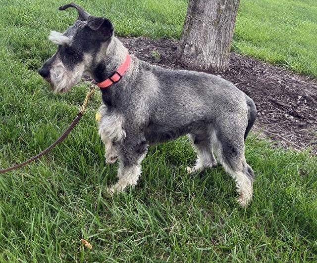 Enlarge Narwhal , a ADOPTABLE Miniature Schnauzer in Saint Louis, MO image 3/3